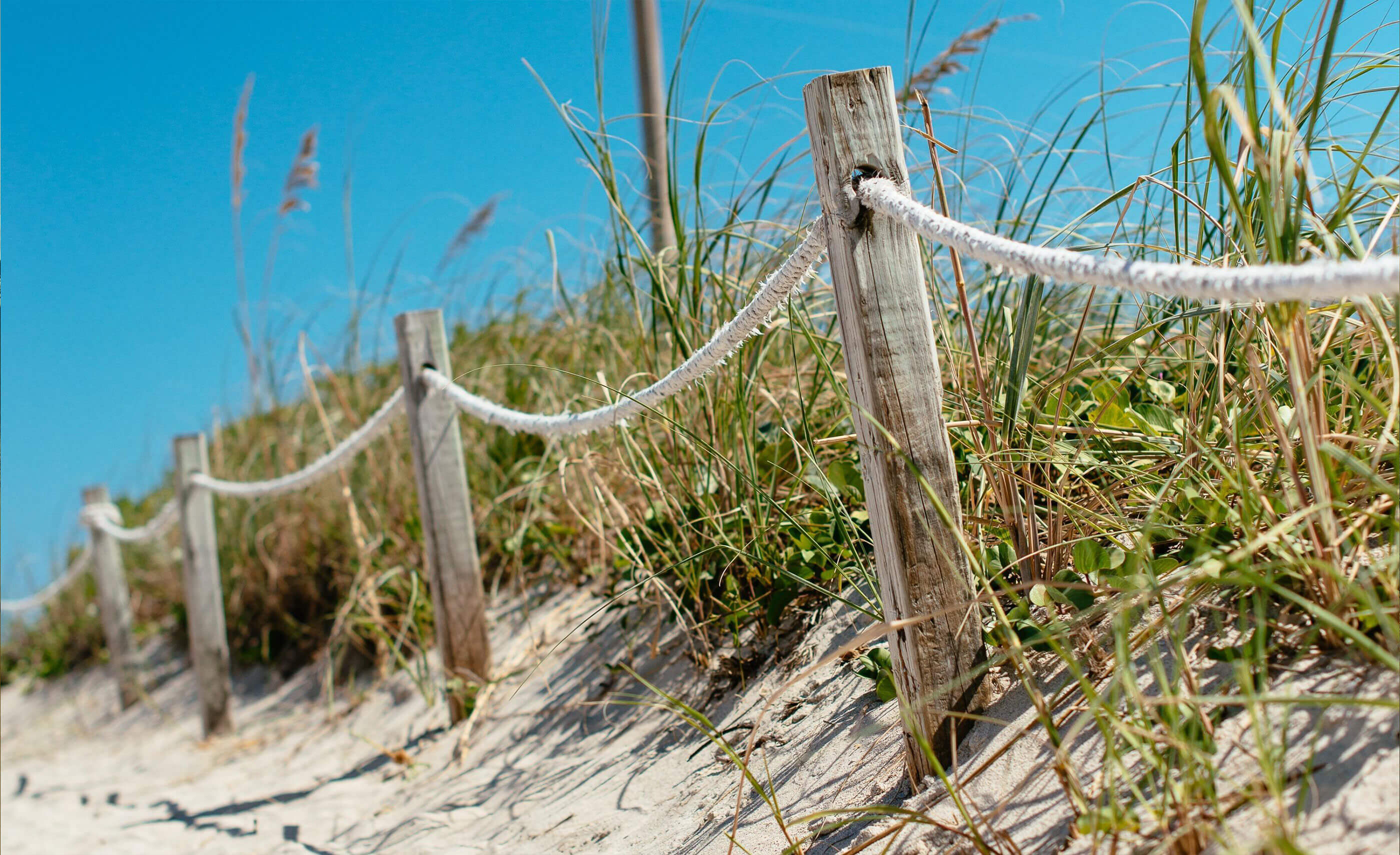 North Carolina License Plate